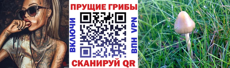 Галлюциногенные грибы MAGIC MUSHROOMS  Дзержинский 